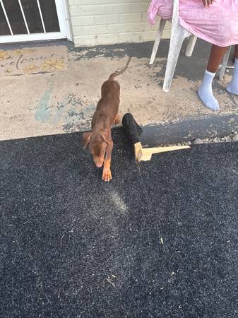 Found dog
