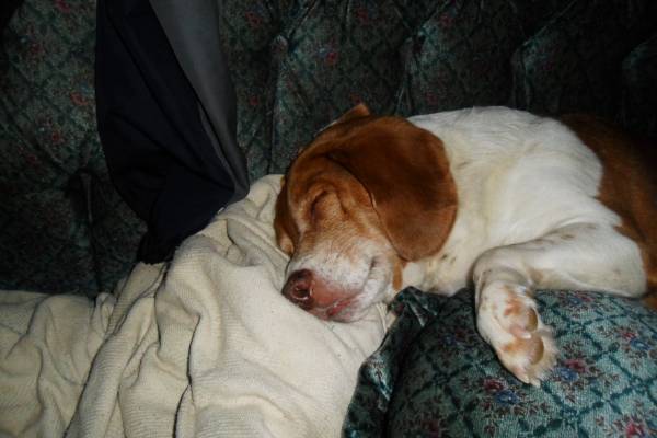 Lost Dog in Pittsylvania County