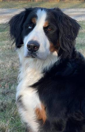 Lost dog