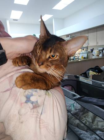 Lost cat