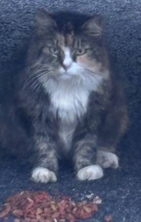 Found cat