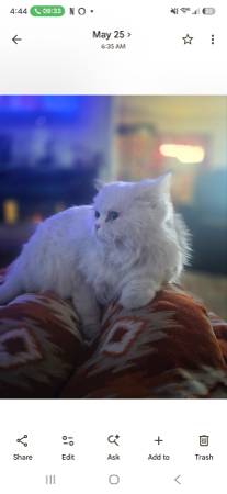 Lost cat
