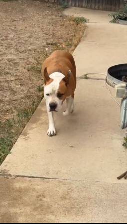Found dog