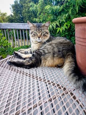 Lost Cat in Aurora
