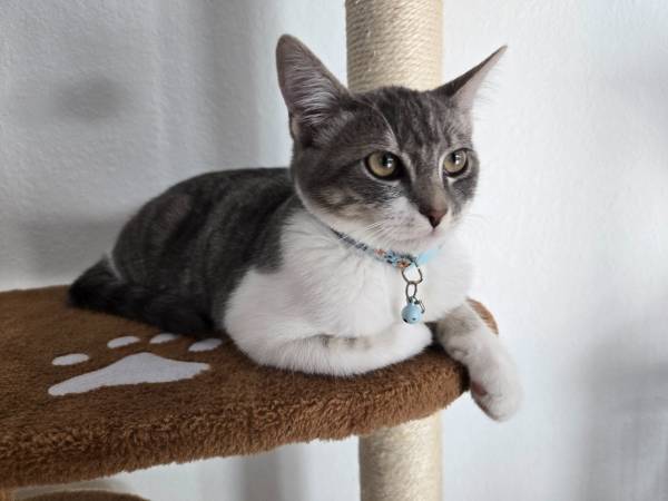 Lost Cat in Firestone