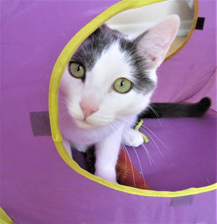 Lost cat