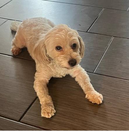 Lost dog