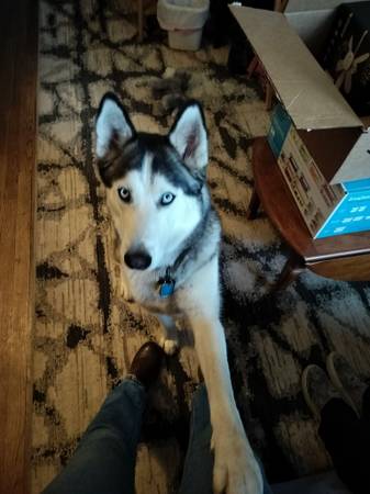 Lost dog
