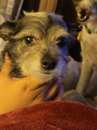Lost Dog in Denver