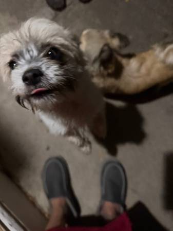 Found dog