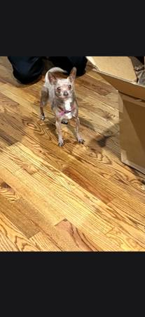Lost Dog in Denver