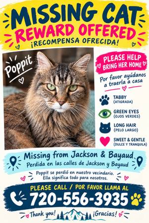 Lost cat