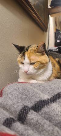 Lost cat