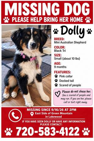 Lost dog