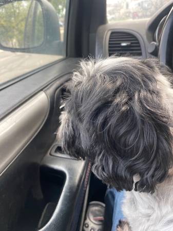 Found Dog in Thornton