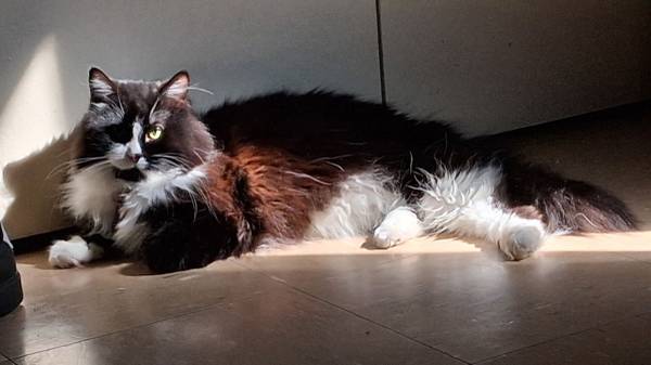 Lost Cat in Denver