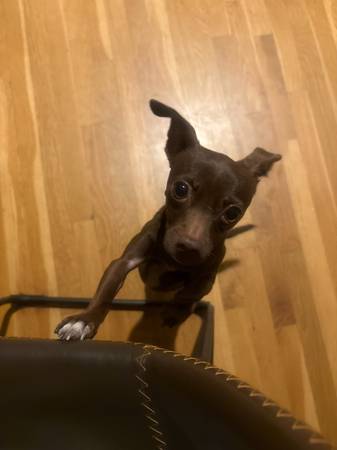 Lost dog