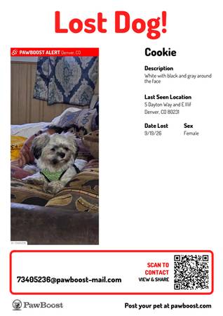 Lost dog