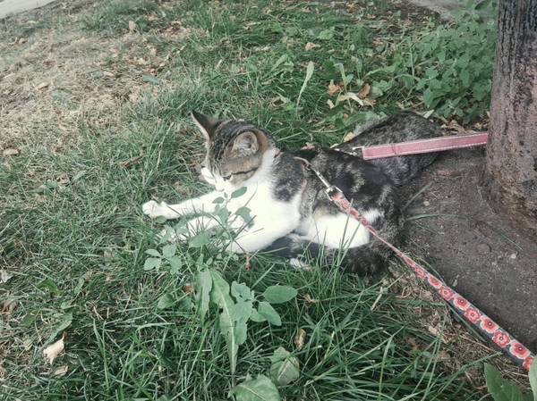 Lost cat