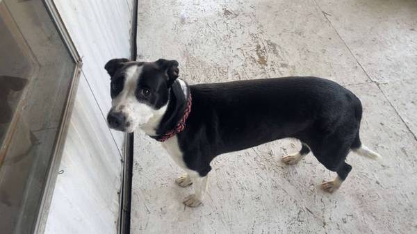 Found dog