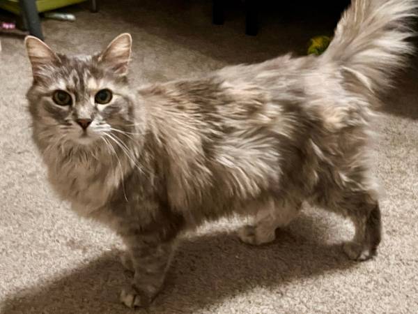 Found Cat in Chatfield And Wadsworth