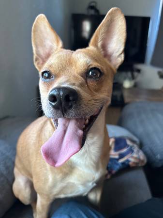 Found dog