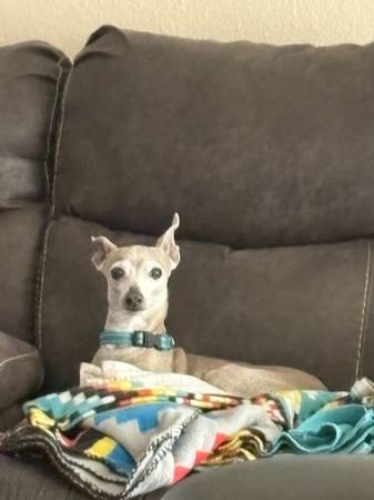 Lost dog