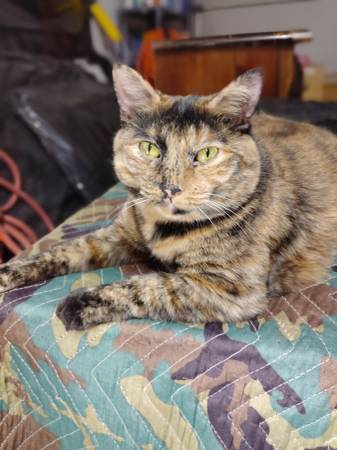 Lost cat