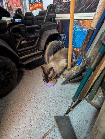 Found Cat in Brighton