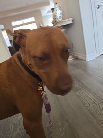 Found dog