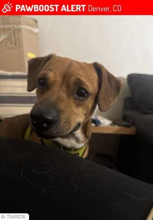 Lost Dog in Denver