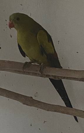 Lost Bird in Strasburg