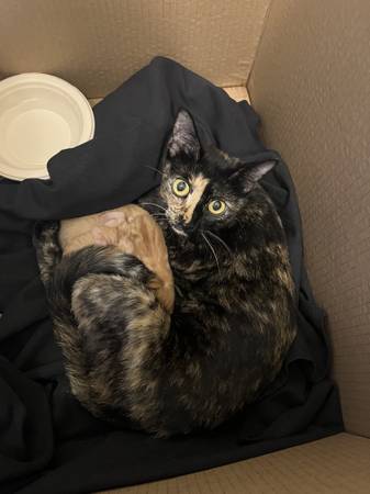 Found cat