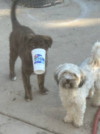 Lost Dog in Denver