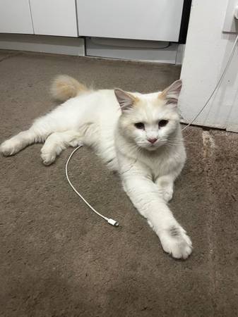 Found cat