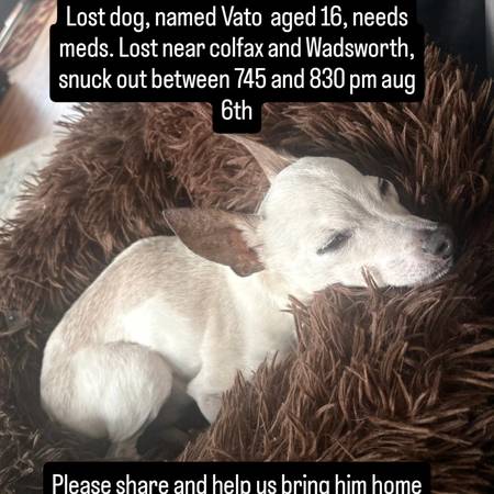 Lost dog