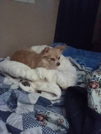 Lost dog