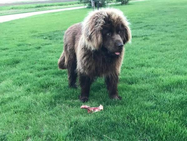 Lost dog