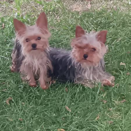 Lost dog