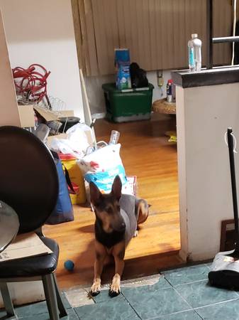 Found dog
