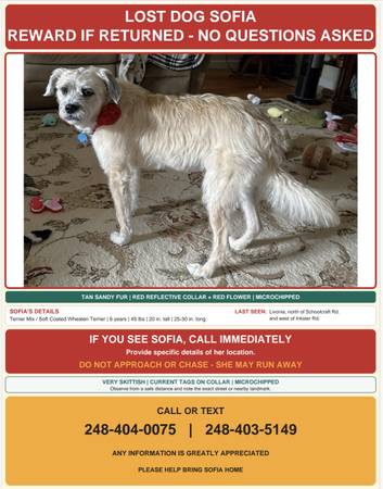 Lost Dog in Livonia