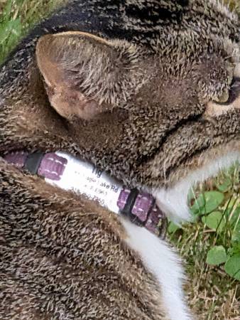Found cat