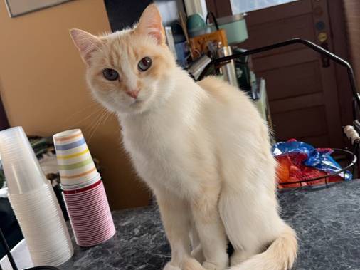 Lost Cat in Duluth