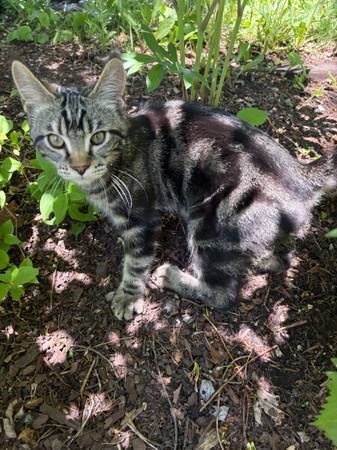 Lost cat