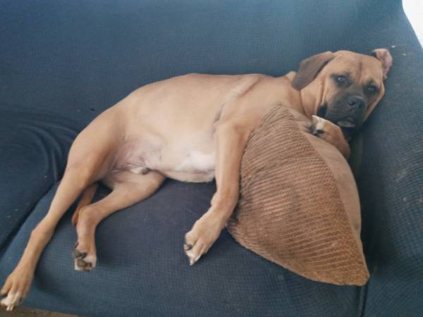 Lost Dog in Fruitland