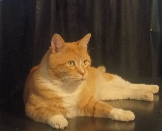 Lost Cat in Ammon