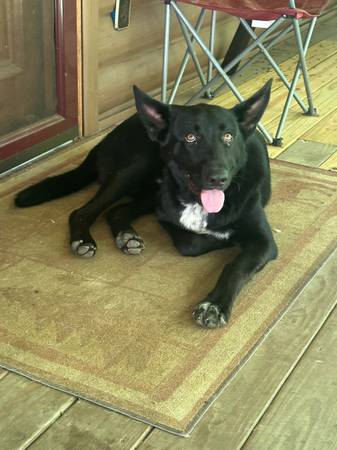 Found dog