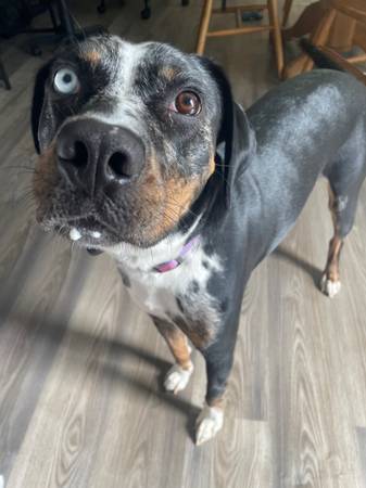 Lost Dog in Wilson