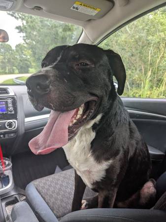 Found Dog in Saratoga
