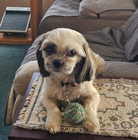 Lost dog